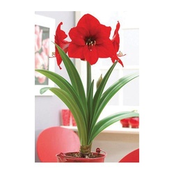 Netherland Bulb Company AMP-18-Red Lion Amaryllis