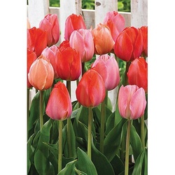 Netherland Bulb Company GPF-60-Tulip Darwin