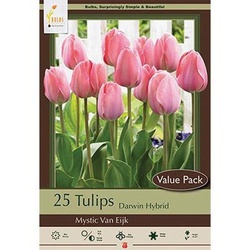 Netherland Bulb Company GPF-60-Tulip Mystic