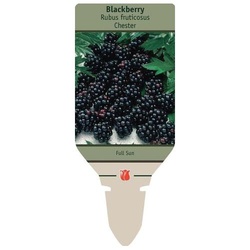 Netherland Bulb Company 1645100779