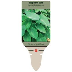 Netherland Bulb Company 2212101782