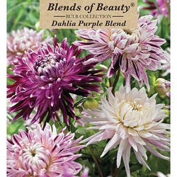 Netherland Bulb Company 2381903779