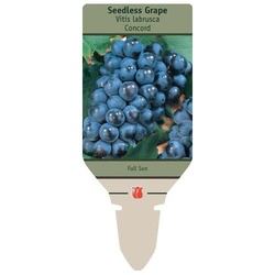Netherland Bulb Company 3001100779