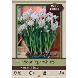 Netherland Bulb Company 4310-101-680