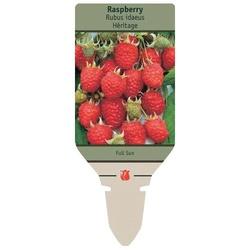 Netherland Bulb Company 4860101779
