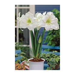 Netherland Bulb Company 9579
