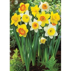 Netherland Bulb Company GPF-60-Daffodil