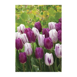 Netherland Bulb Company GPF-60-Purple/Pink