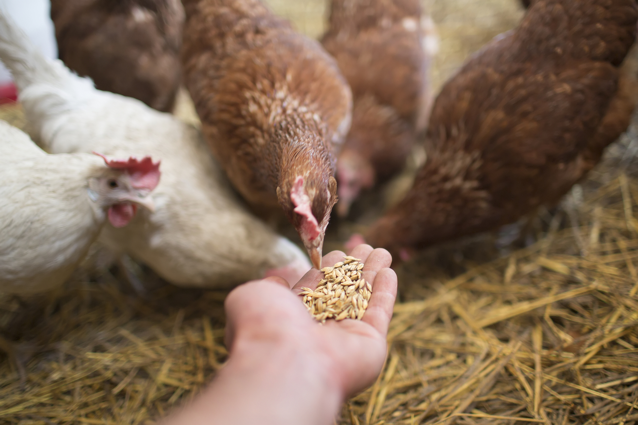 https://23800ufh.stage.cimm2.com//customerdocs/610/CATEGORY/IMG/Poultrysup-466234158.jpg