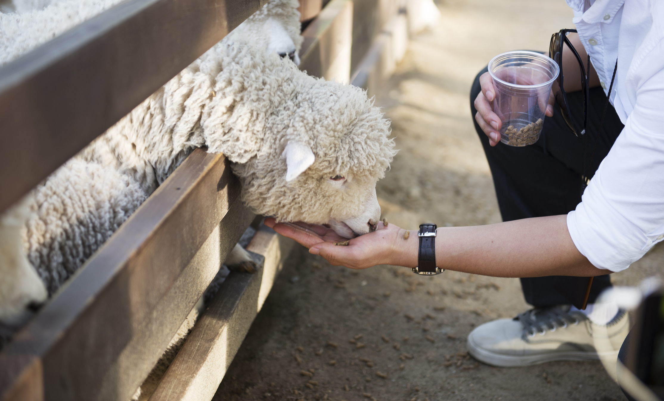 https://23800ufh.stage.cimm2.com//customerdocs/610/CATEGORY/IMG/Sheepsup-936742258.jpg