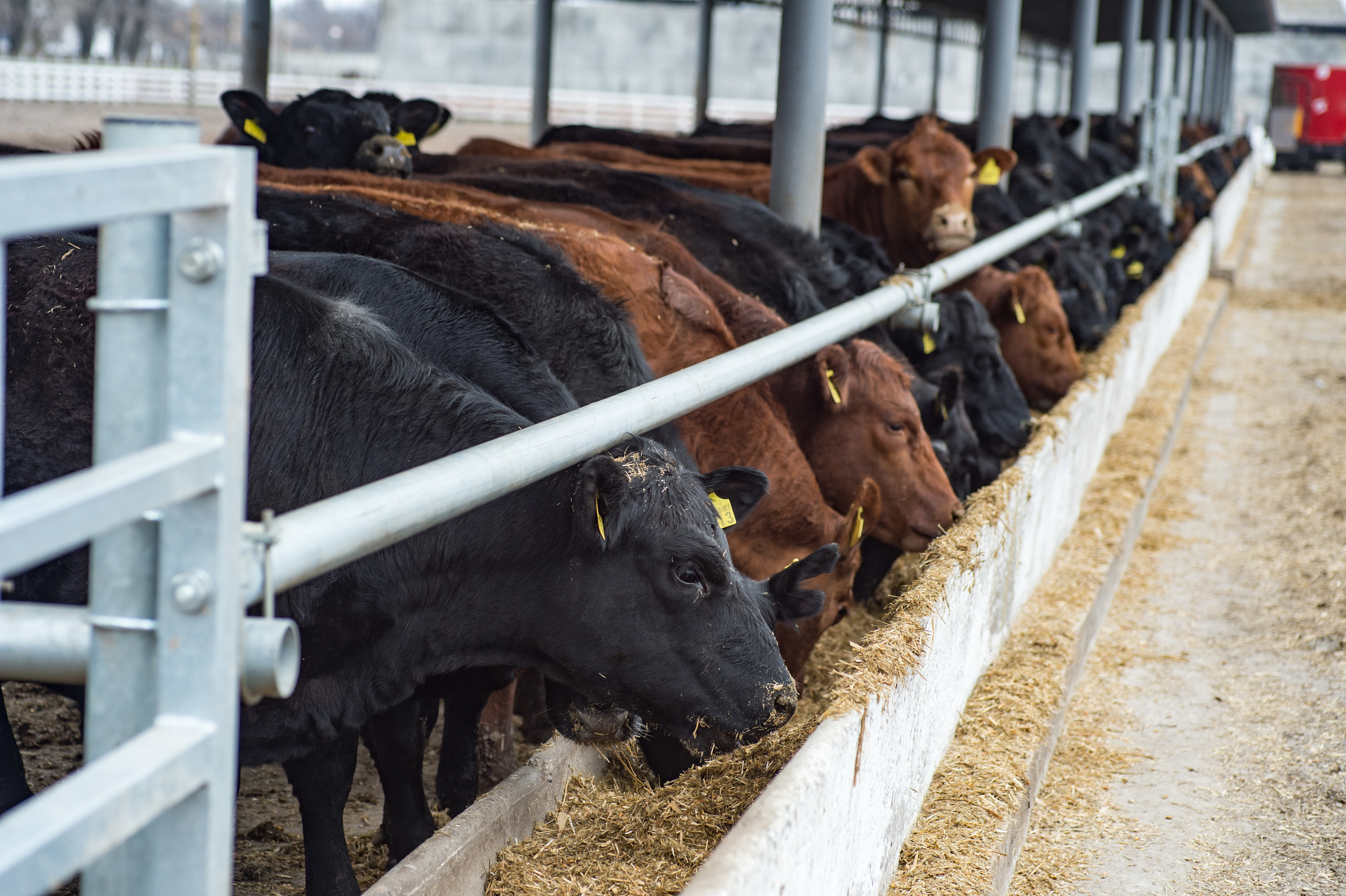 https://23800ufh.stage.cimm2.com//customerdocs/610/CATEGORY/IMG/beefcattle.jpg