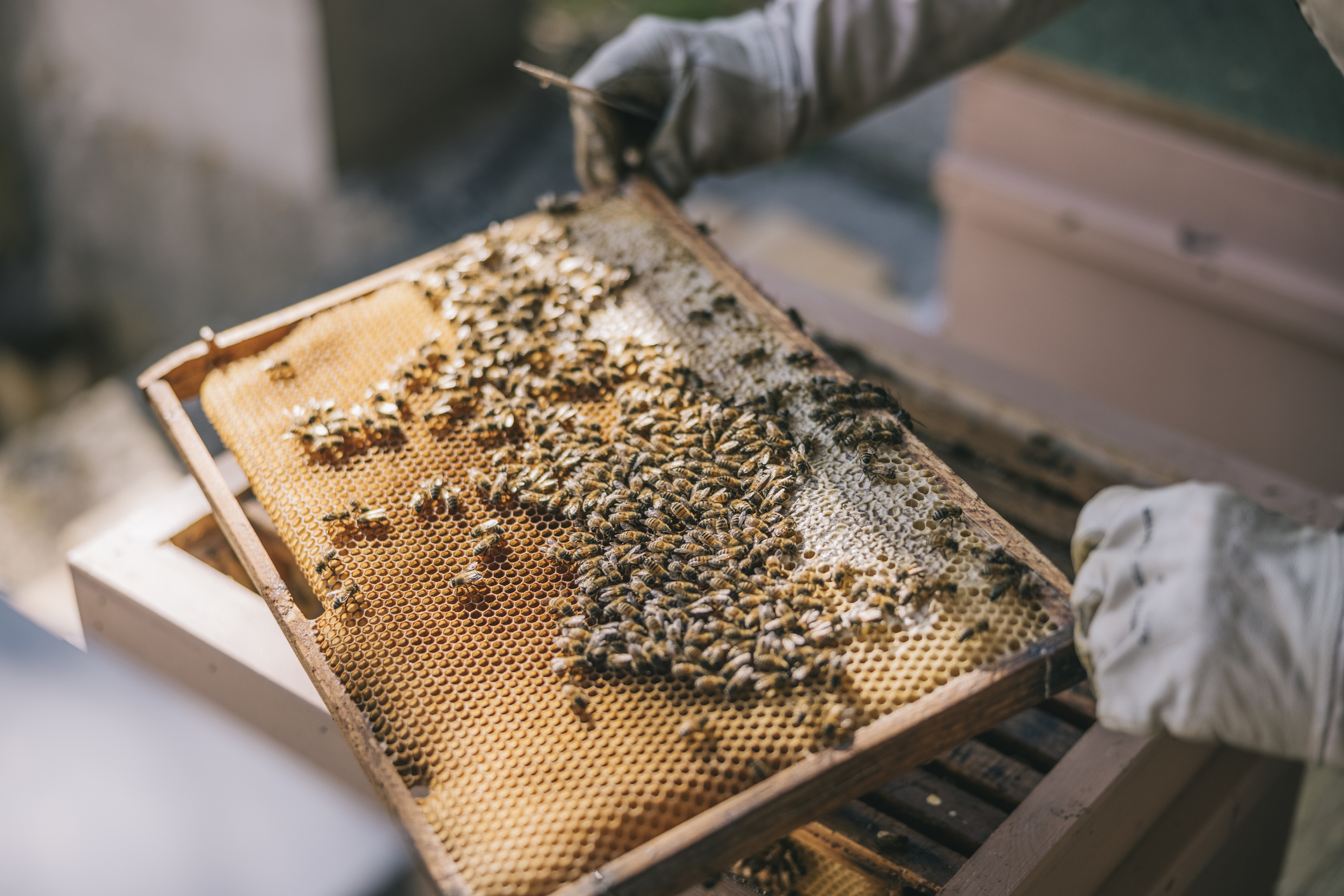 https://23800ufh.stage.cimm2.com//customerdocs/610/CATEGORY/IMG/beekeeping.jpg