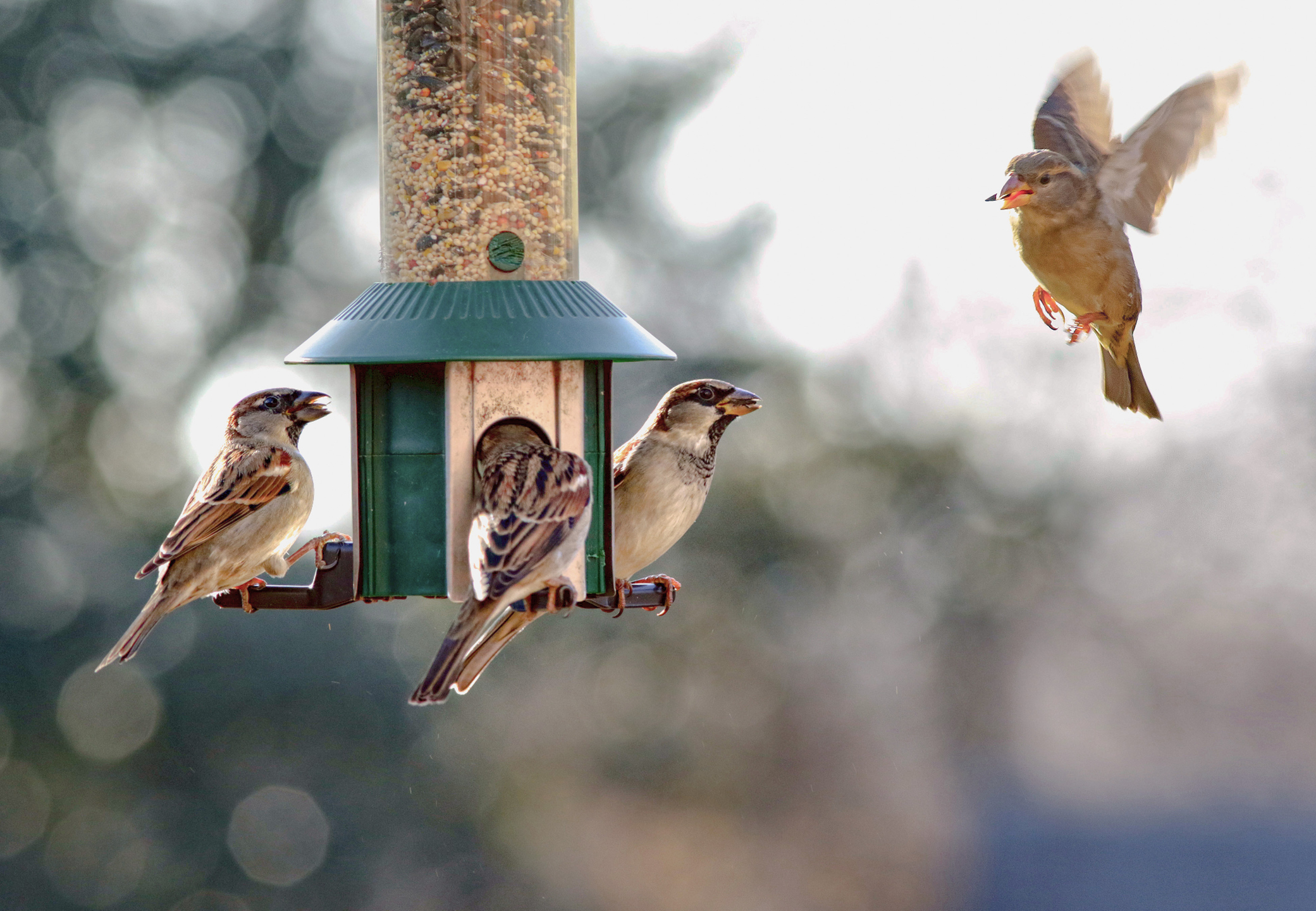 https://23800ufh.stage.cimm2.com//customerdocs/610/CATEGORY/IMG/birdfeeder.jpg