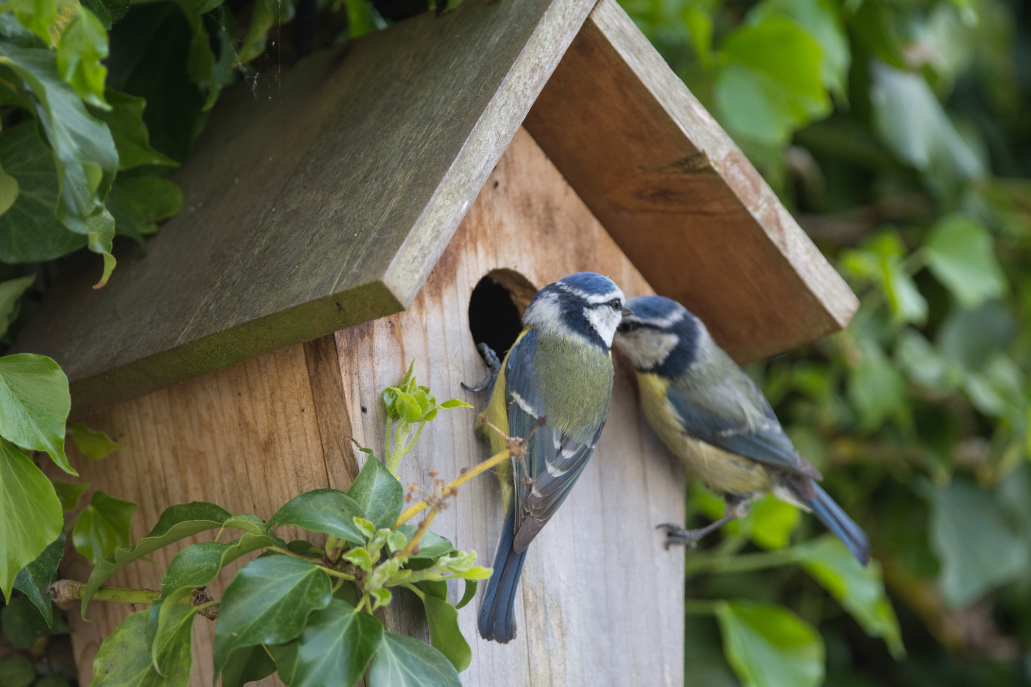 https://23800ufh.stage.cimm2.com//customerdocs/610/CATEGORY/IMG/birdhouse.jpg