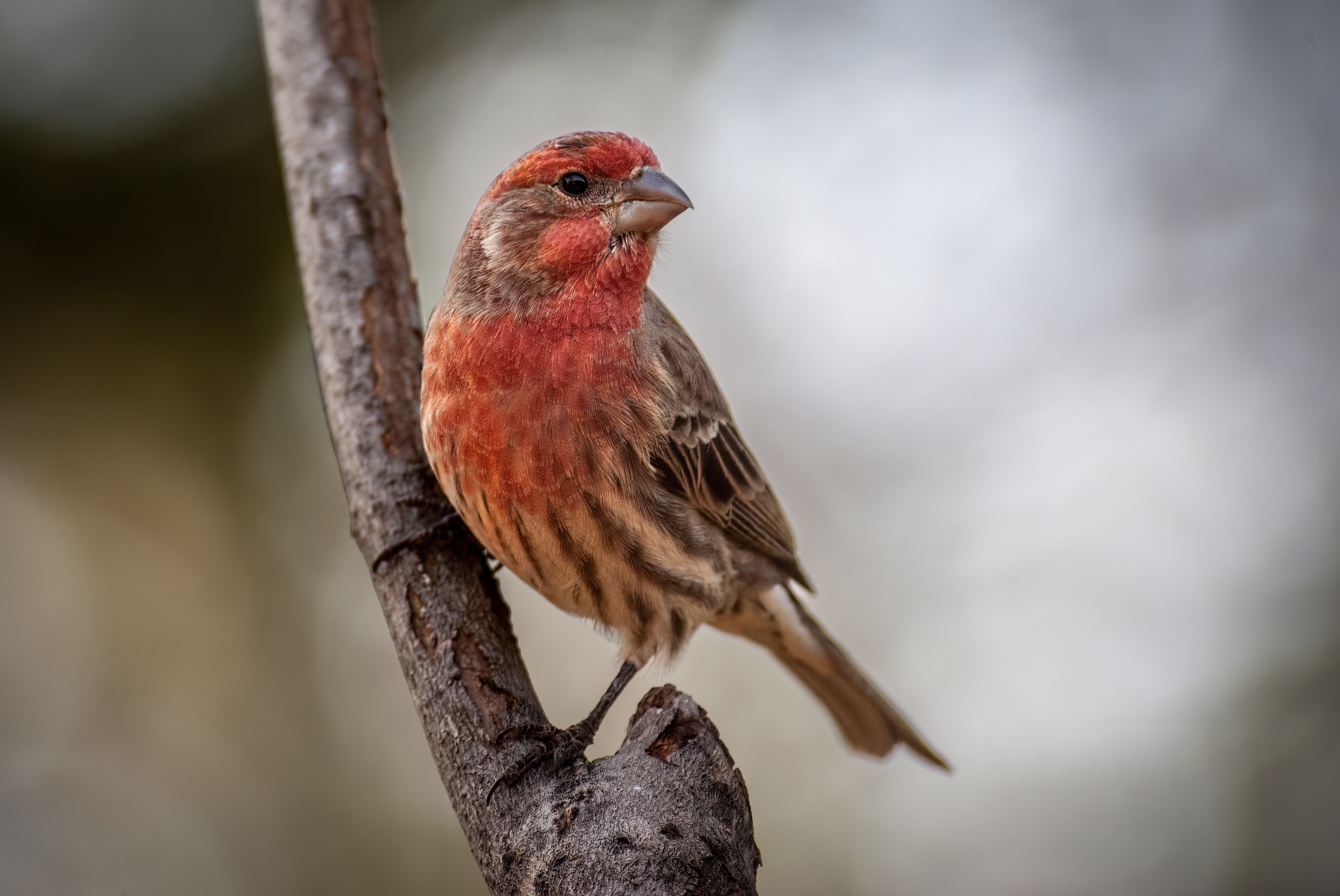 https://23800ufh.stage.cimm2.com//customerdocs/610/CATEGORY/IMG/birds.jpg