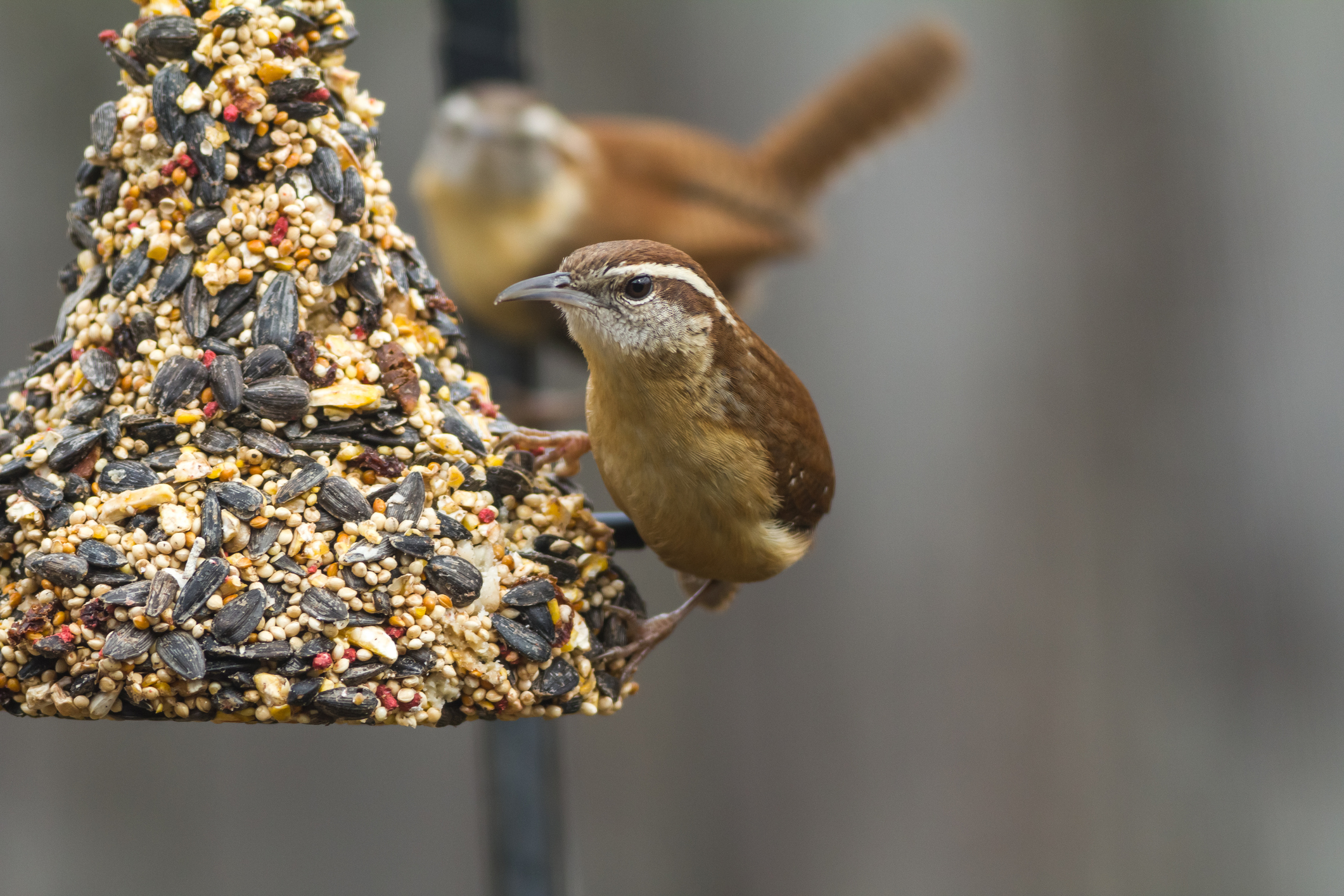 https://23800ufh.stage.cimm2.com//customerdocs/610/CATEGORY/IMG/birdseed.jpg