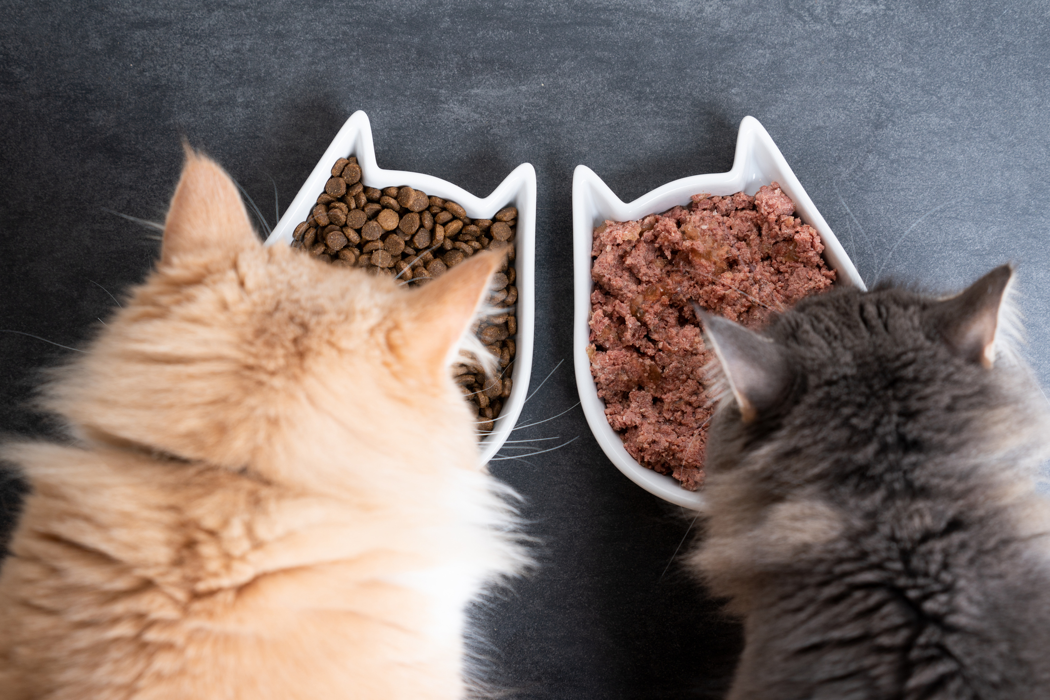 https://23800ufh.stage.cimm2.com//customerdocs/610/CATEGORY/IMG/catfood.jpg