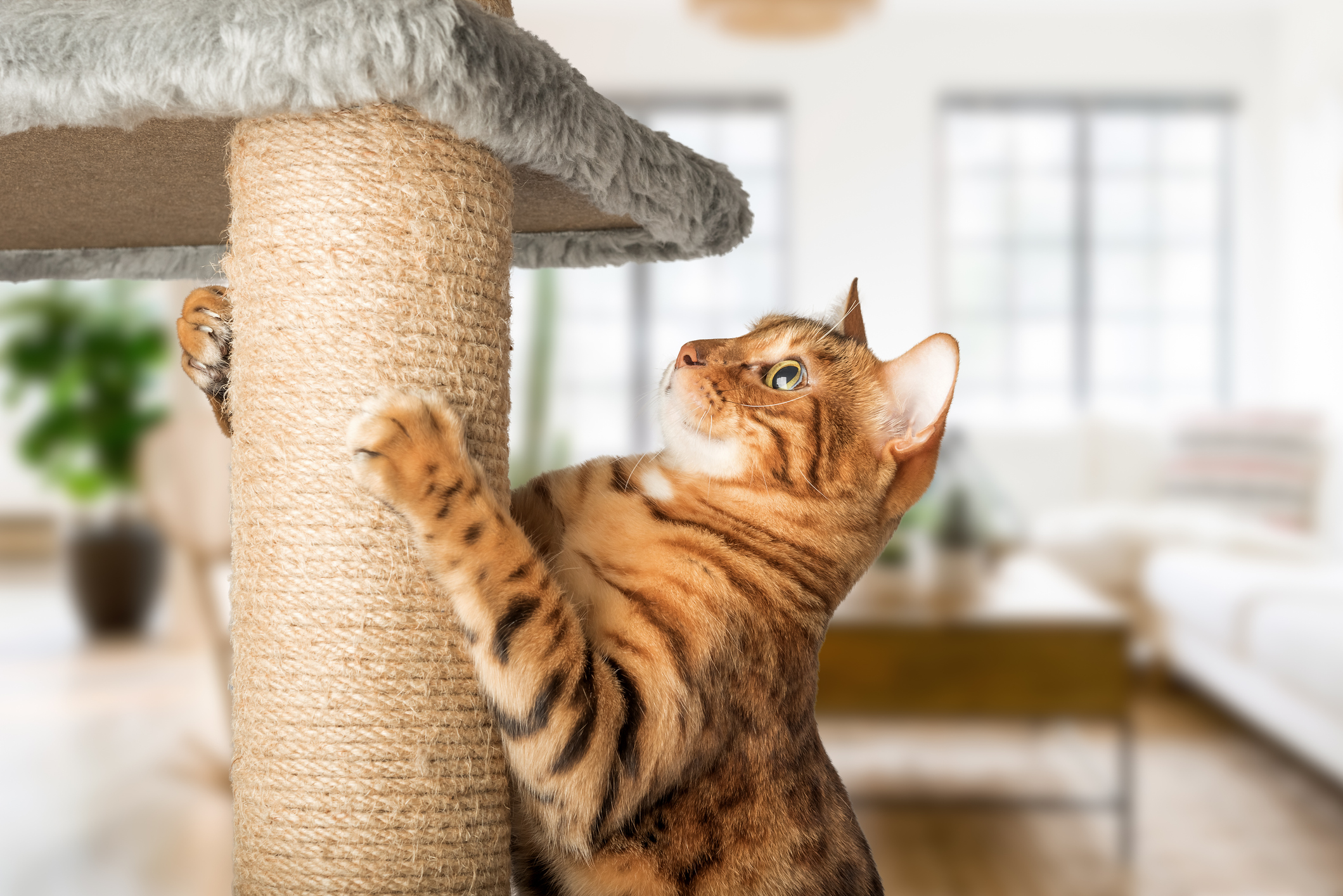 https://23800ufh.stage.cimm2.com//customerdocs/610/CATEGORY/IMG/catfurniture.jpg