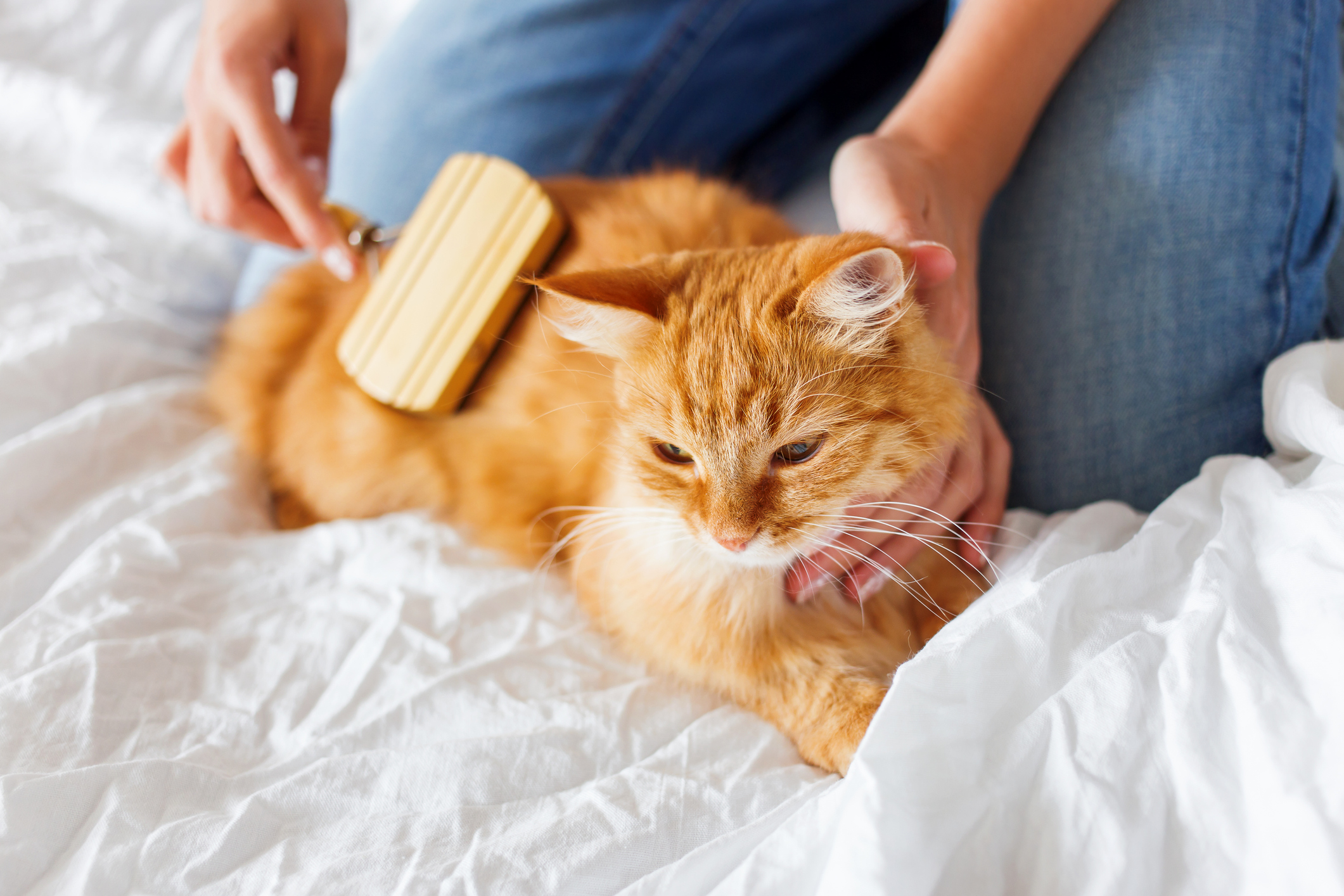https://23800ufh.stage.cimm2.com//customerdocs/610/CATEGORY/IMG/catgrooming.jpg