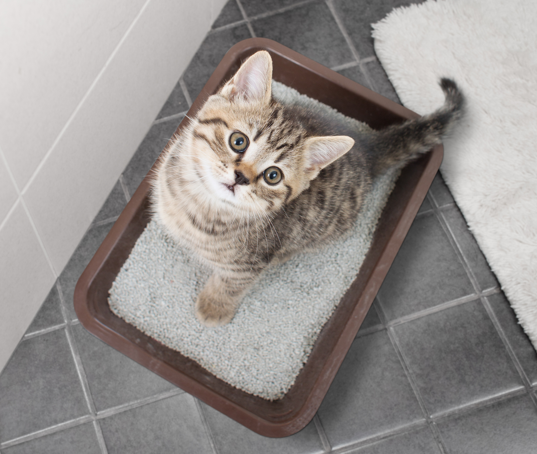 https://23800ufh.stage.cimm2.com//customerdocs/610/CATEGORY/IMG/catlitter.jpg