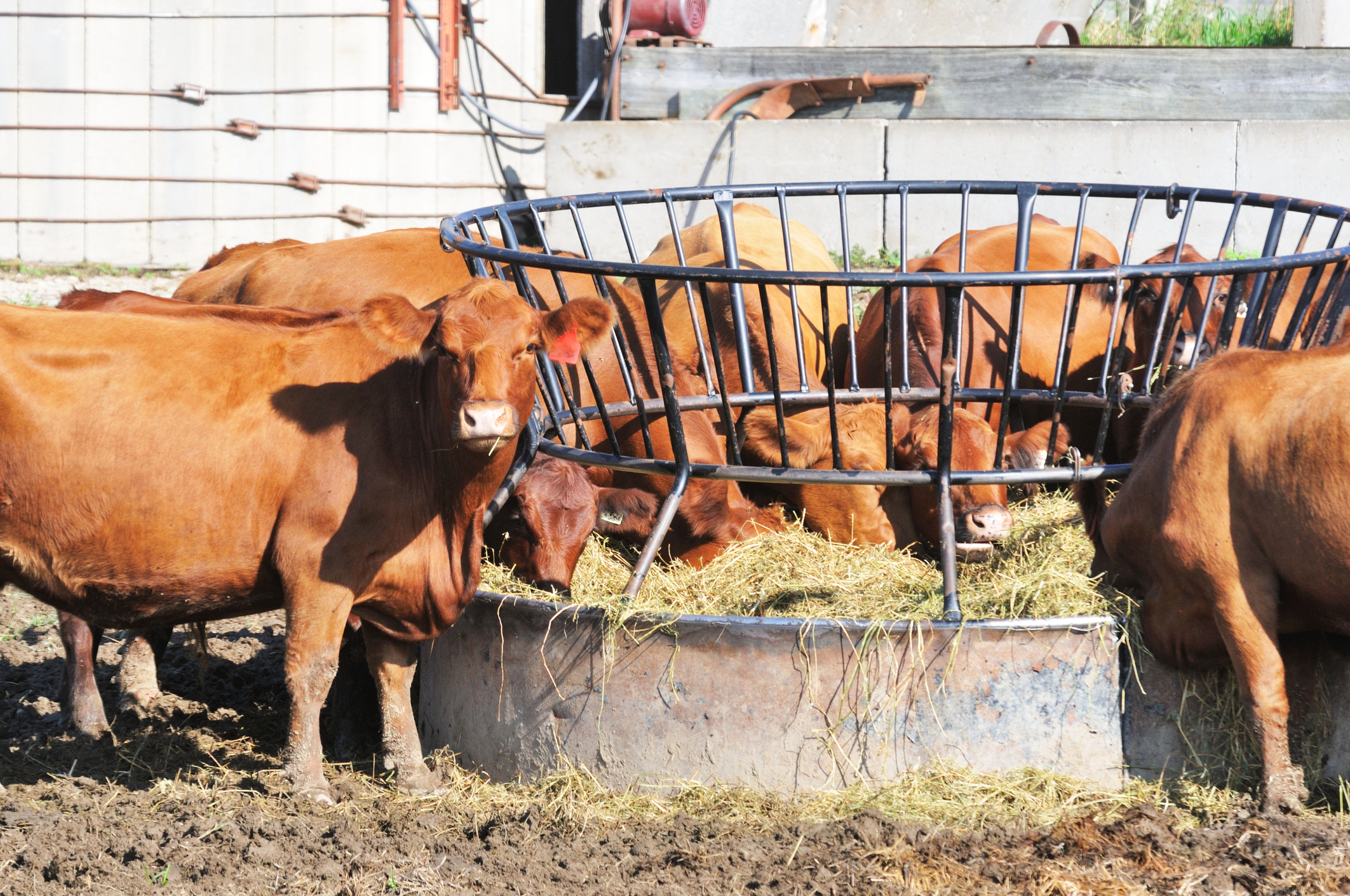 https://23800ufh.stage.cimm2.com//customerdocs/610/CATEGORY/IMG/cattlefeeding.jpg