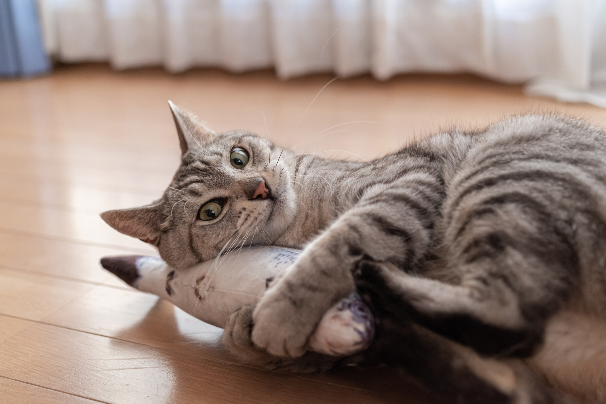 https://23800ufh.stage.cimm2.com//customerdocs/610/CATEGORY/IMG/cattoys.jpg