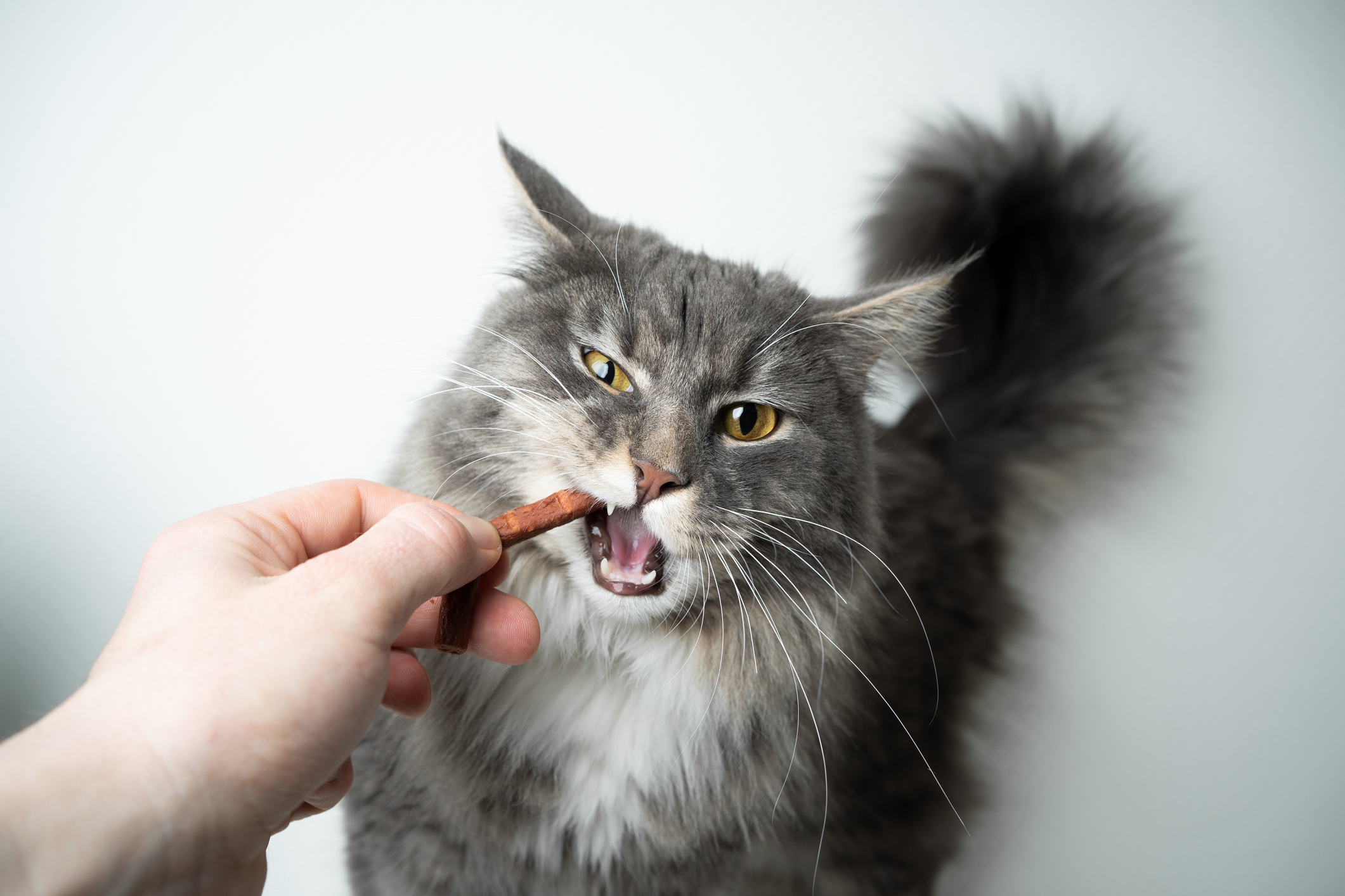 https://23800ufh.stage.cimm2.com//customerdocs/610/CATEGORY/IMG/cattreats.jpg