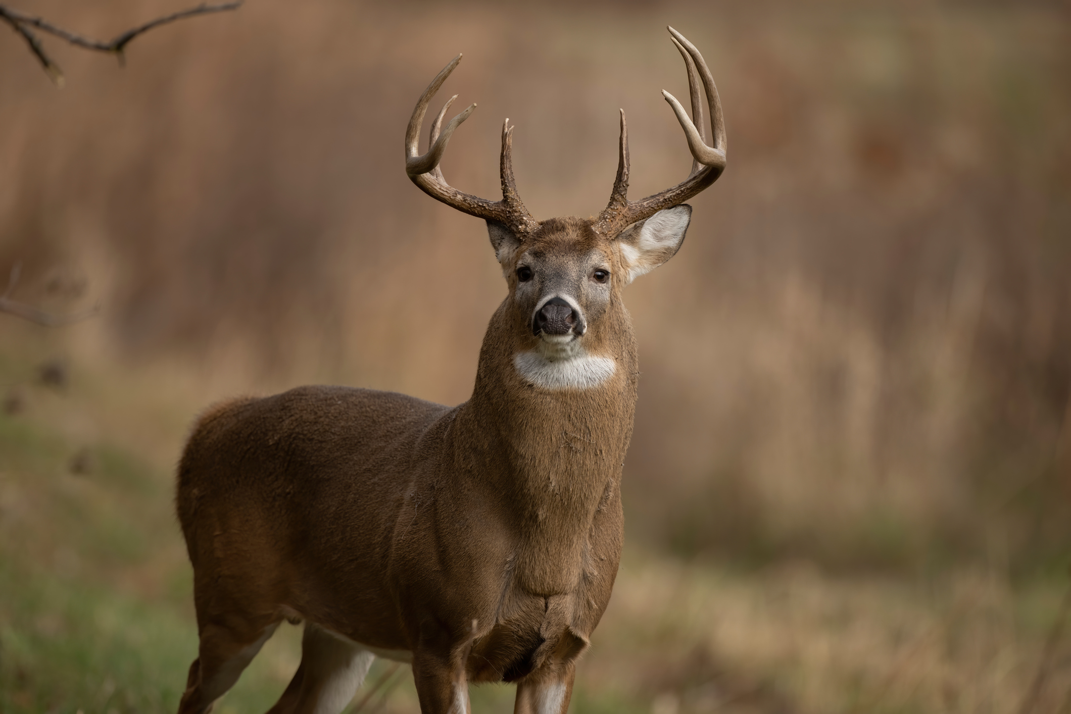 https://23800ufh.stage.cimm2.com//customerdocs/610/CATEGORY/IMG/deer.jpg