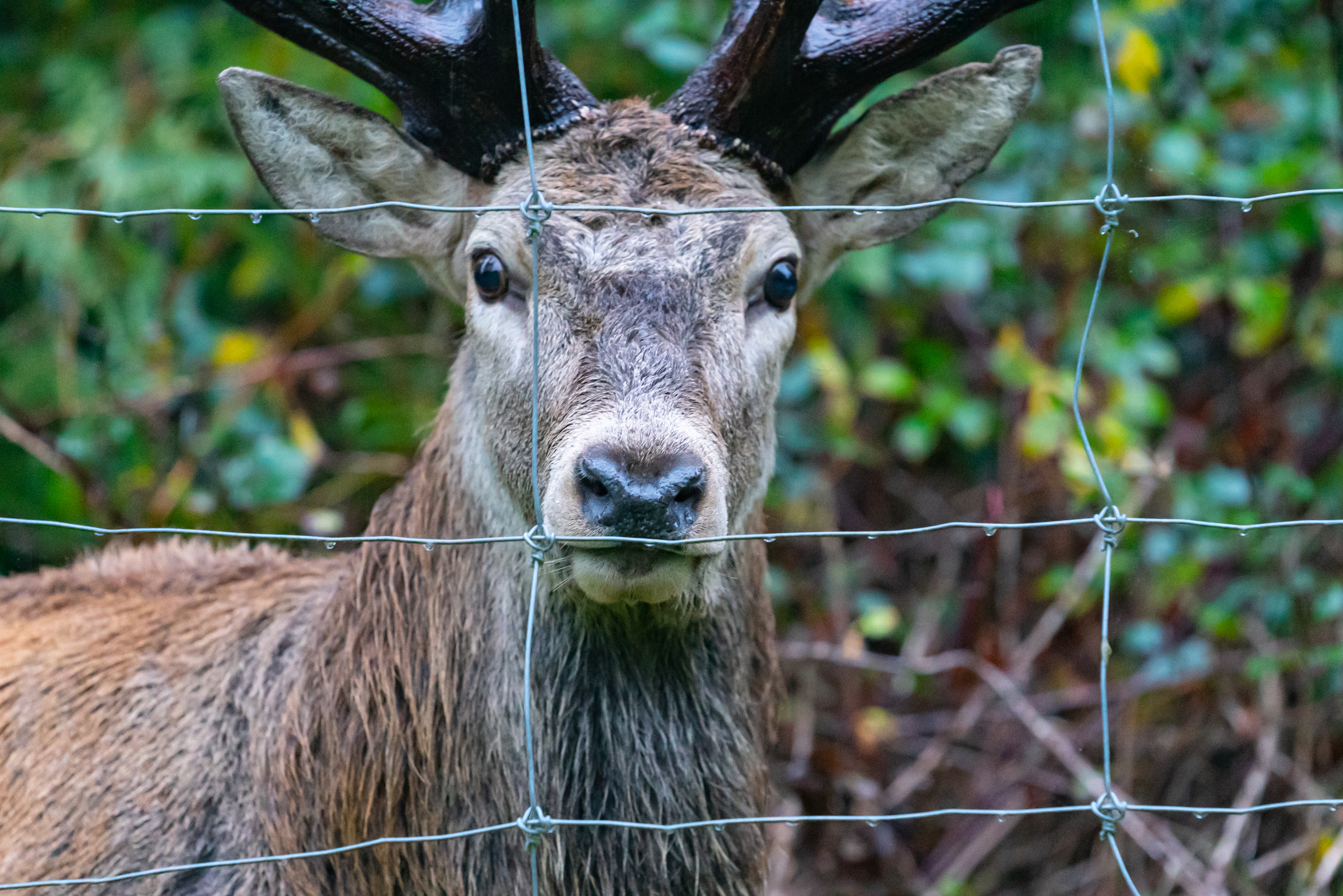 https://23800ufh.stage.cimm2.com//customerdocs/610/CATEGORY/IMG/deerfence.jpg