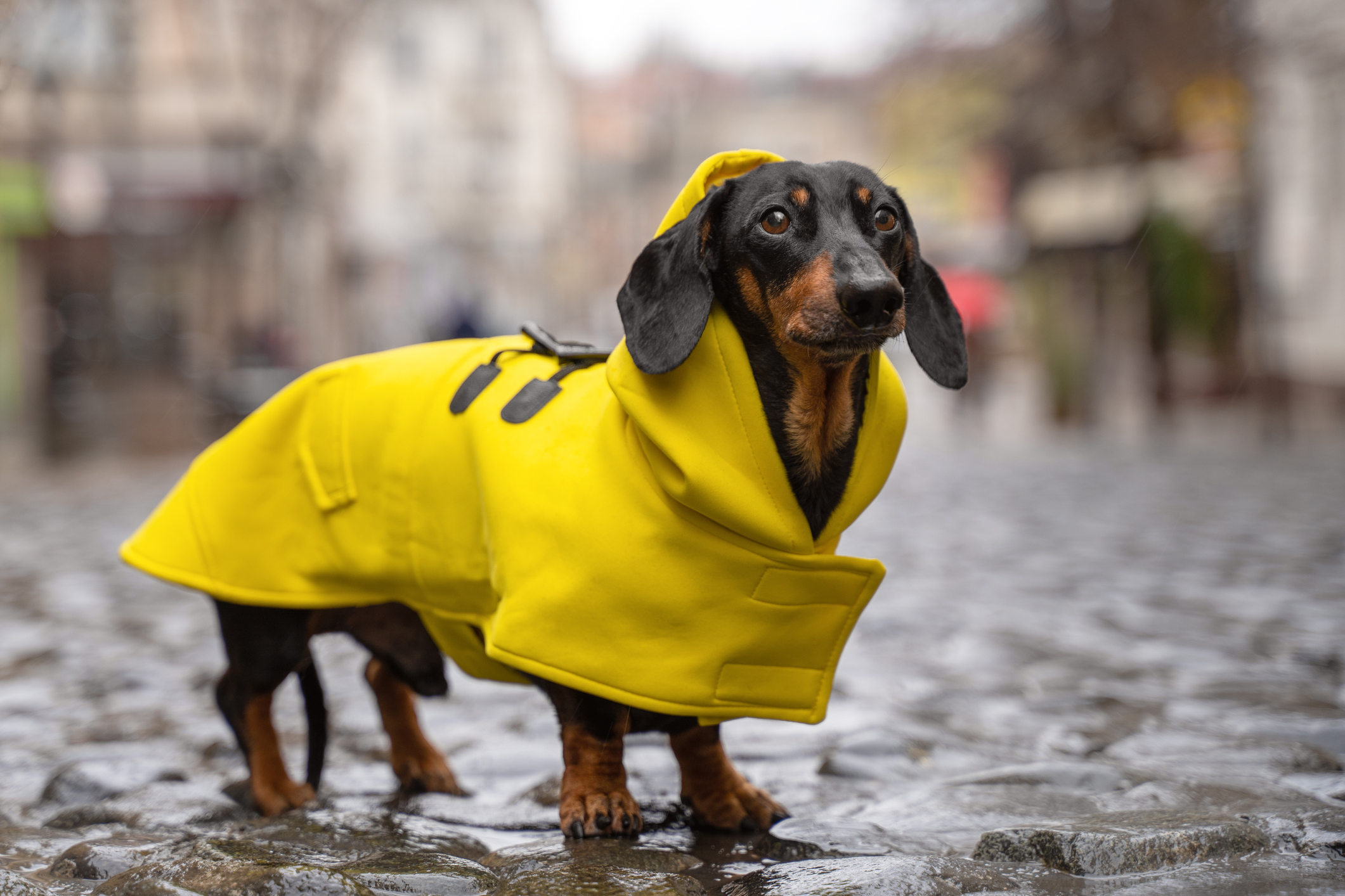 https://23800ufh.stage.cimm2.com//customerdocs/610/CATEGORY/IMG/dogapparel.jpg