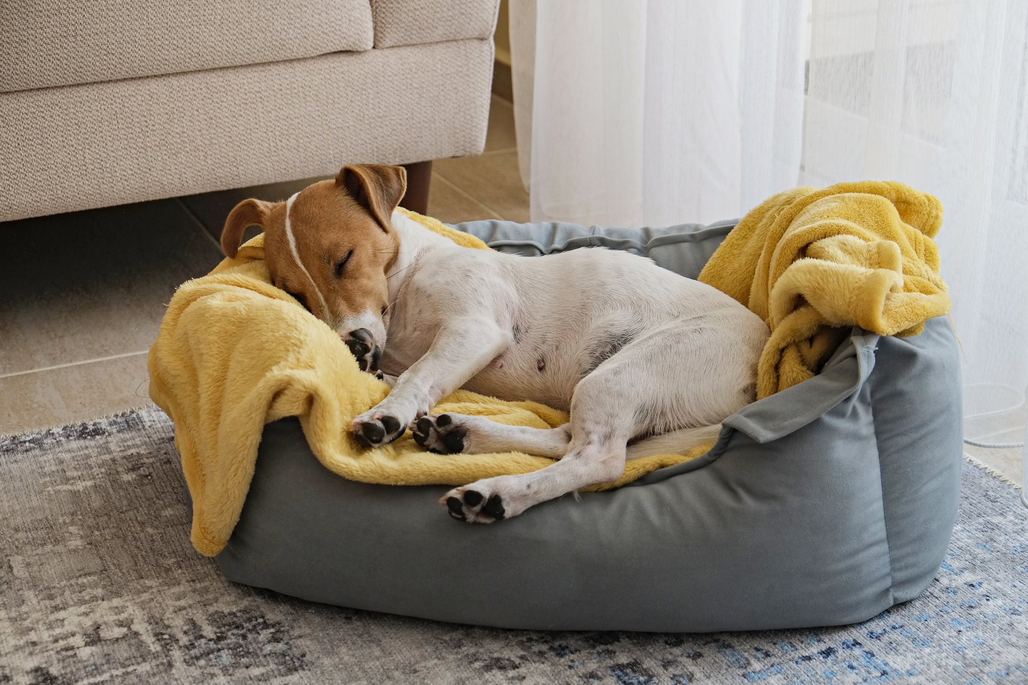 https://23800ufh.stage.cimm2.com//customerdocs/610/CATEGORY/IMG/dogbedding.jpg