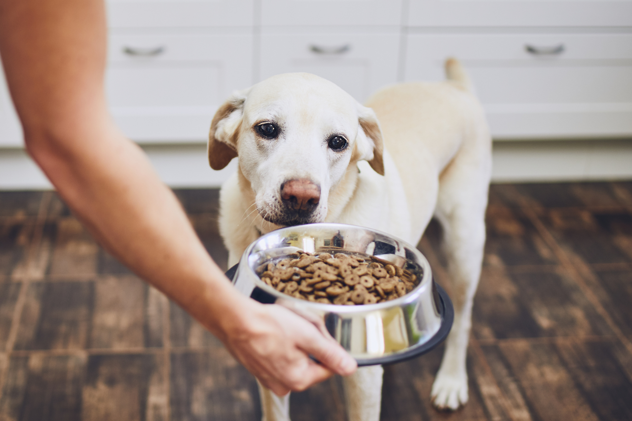 https://23800ufh.stage.cimm2.com//customerdocs/610/CATEGORY/IMG/dogbowl.jpg
