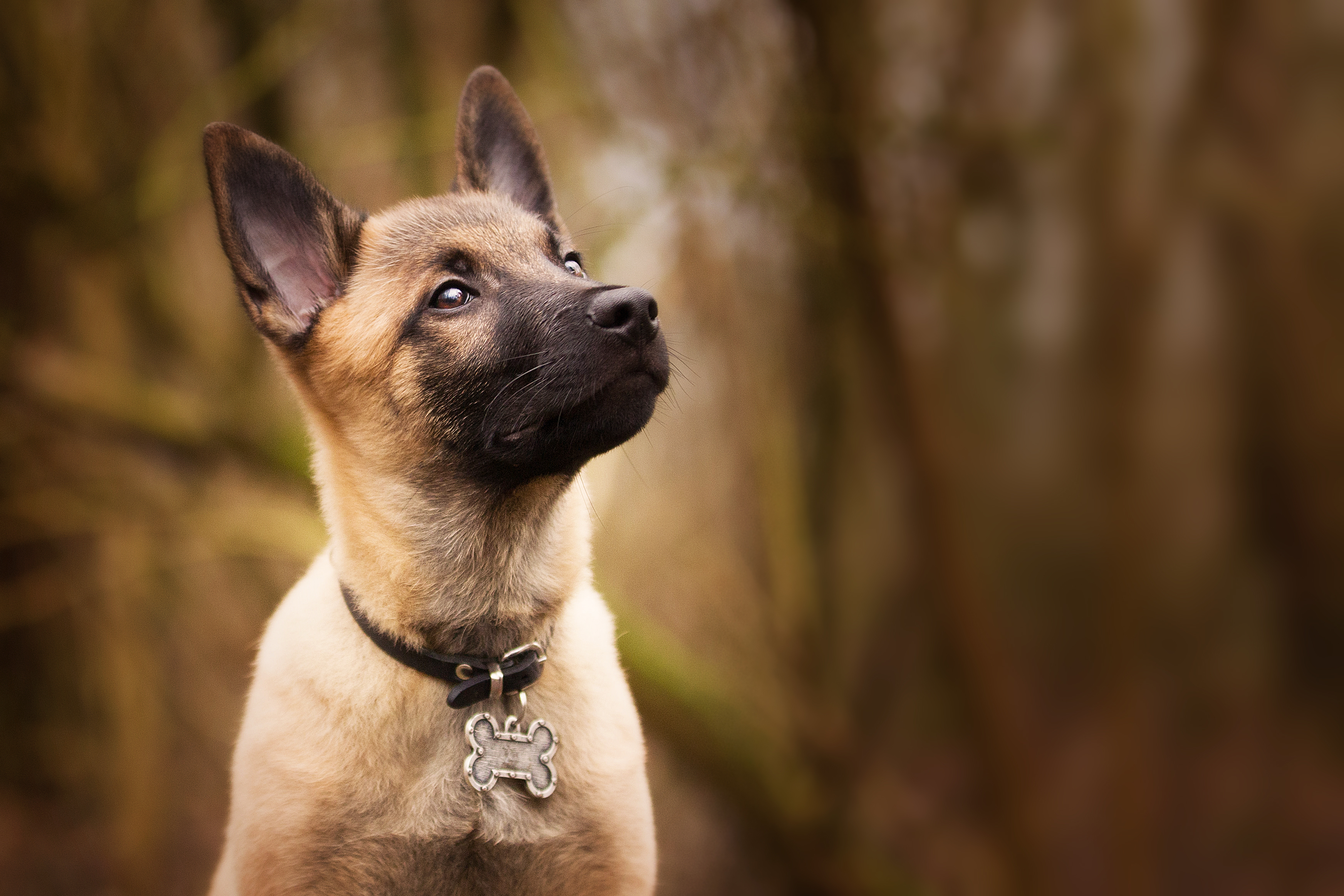 https://23800ufh.stage.cimm2.com//customerdocs/610/CATEGORY/IMG/dogcollar.jpg