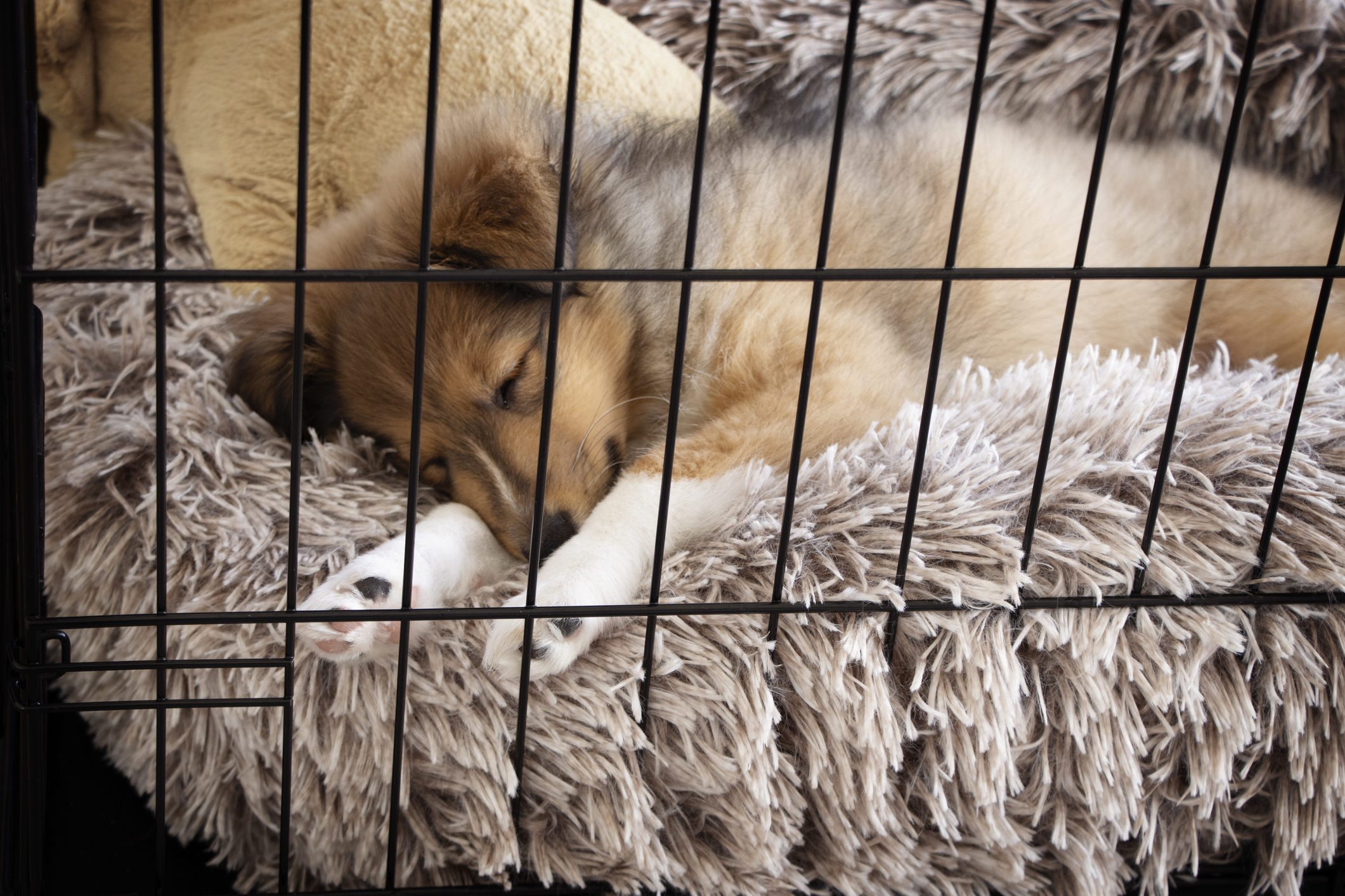 https://23800ufh.stage.cimm2.com//customerdocs/610/CATEGORY/IMG/dogcrate.jpg