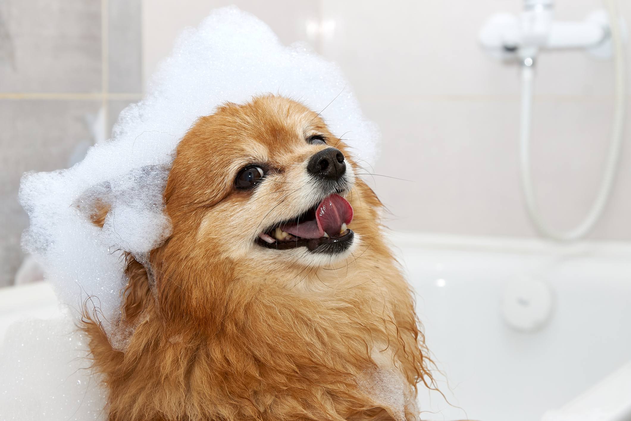 https://23800ufh.stage.cimm2.com//customerdocs/610/CATEGORY/IMG/doggrooming.jpg