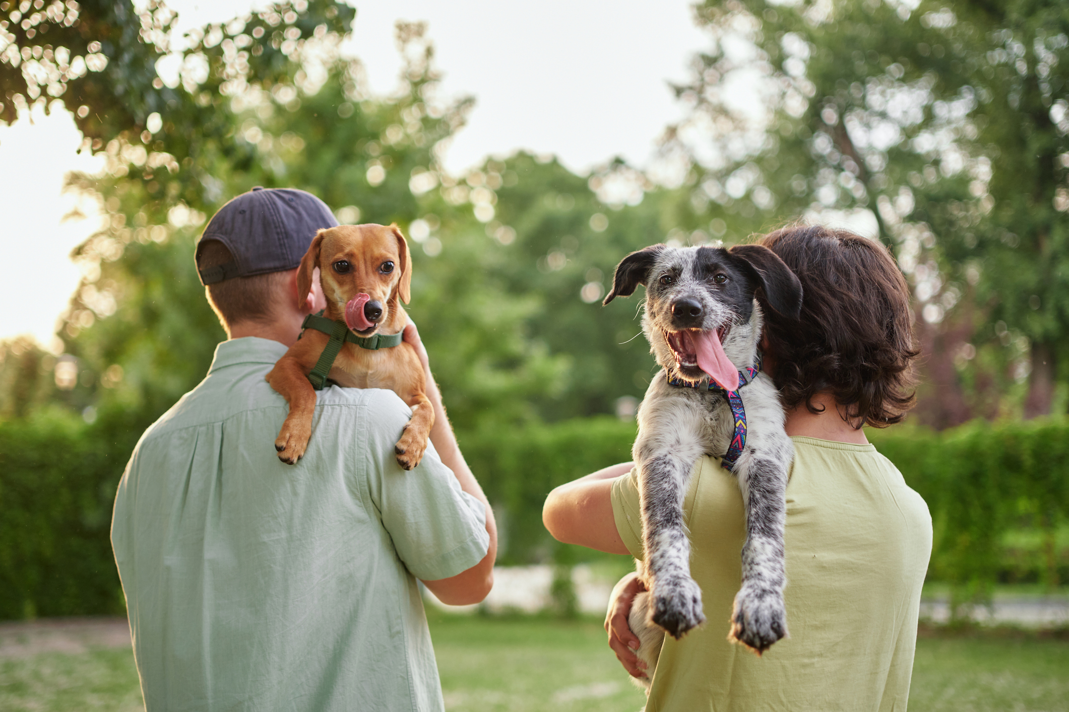 https://23800ufh.stage.cimm2.com//customerdocs/610/CATEGORY/IMG/dogs.jpg