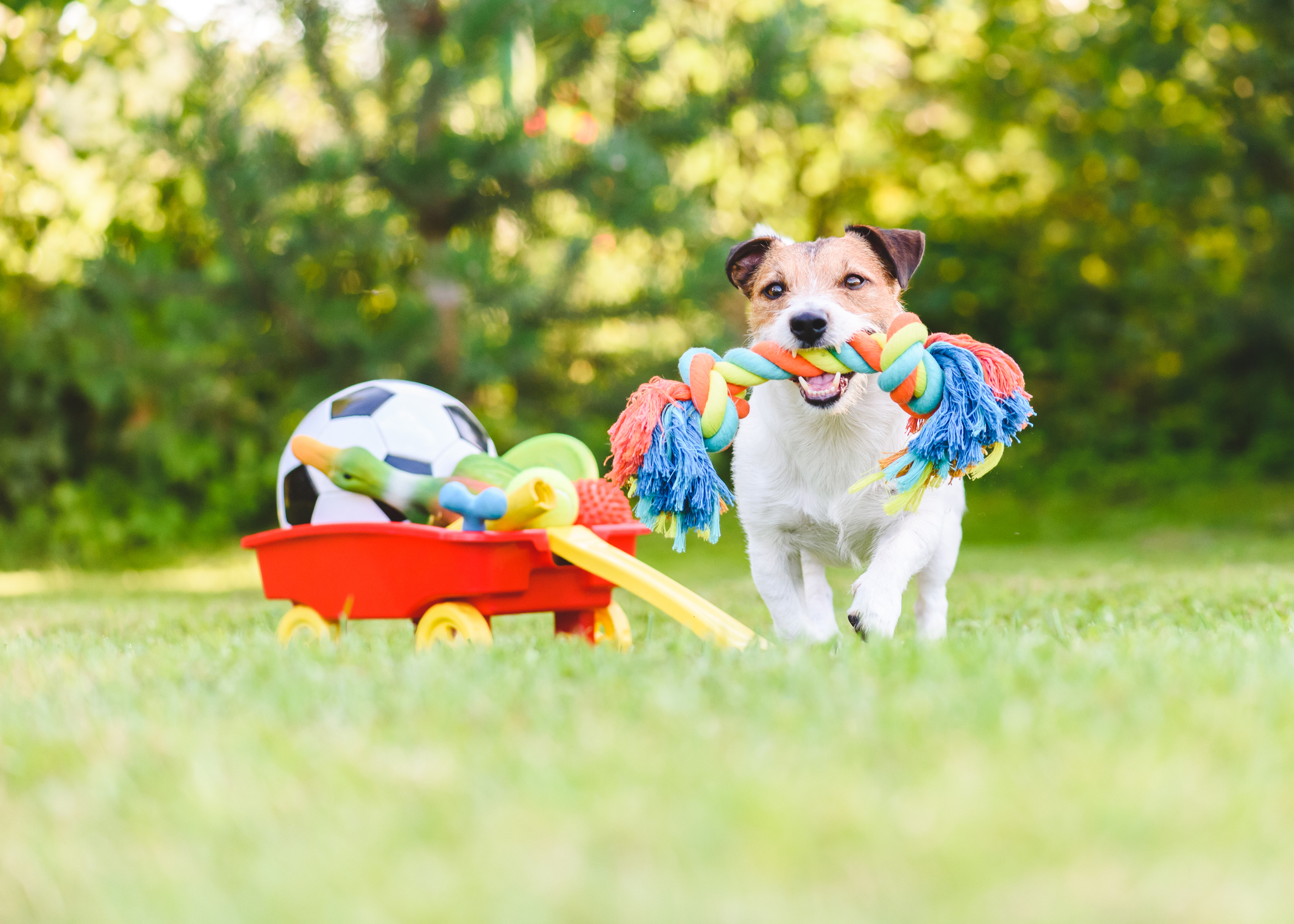 https://23800ufh.stage.cimm2.com//customerdocs/610/CATEGORY/IMG/dogtoys.jpg