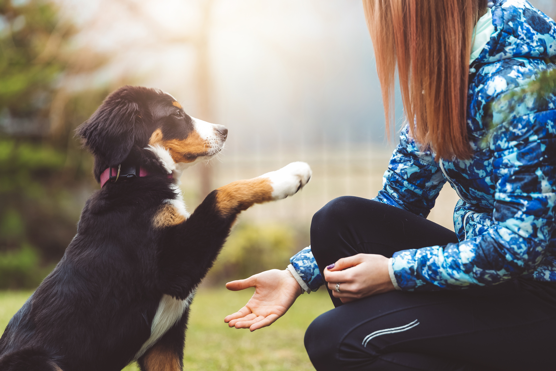 https://23800ufh.stage.cimm2.com//customerdocs/610/CATEGORY/IMG/dogtraining.jpg