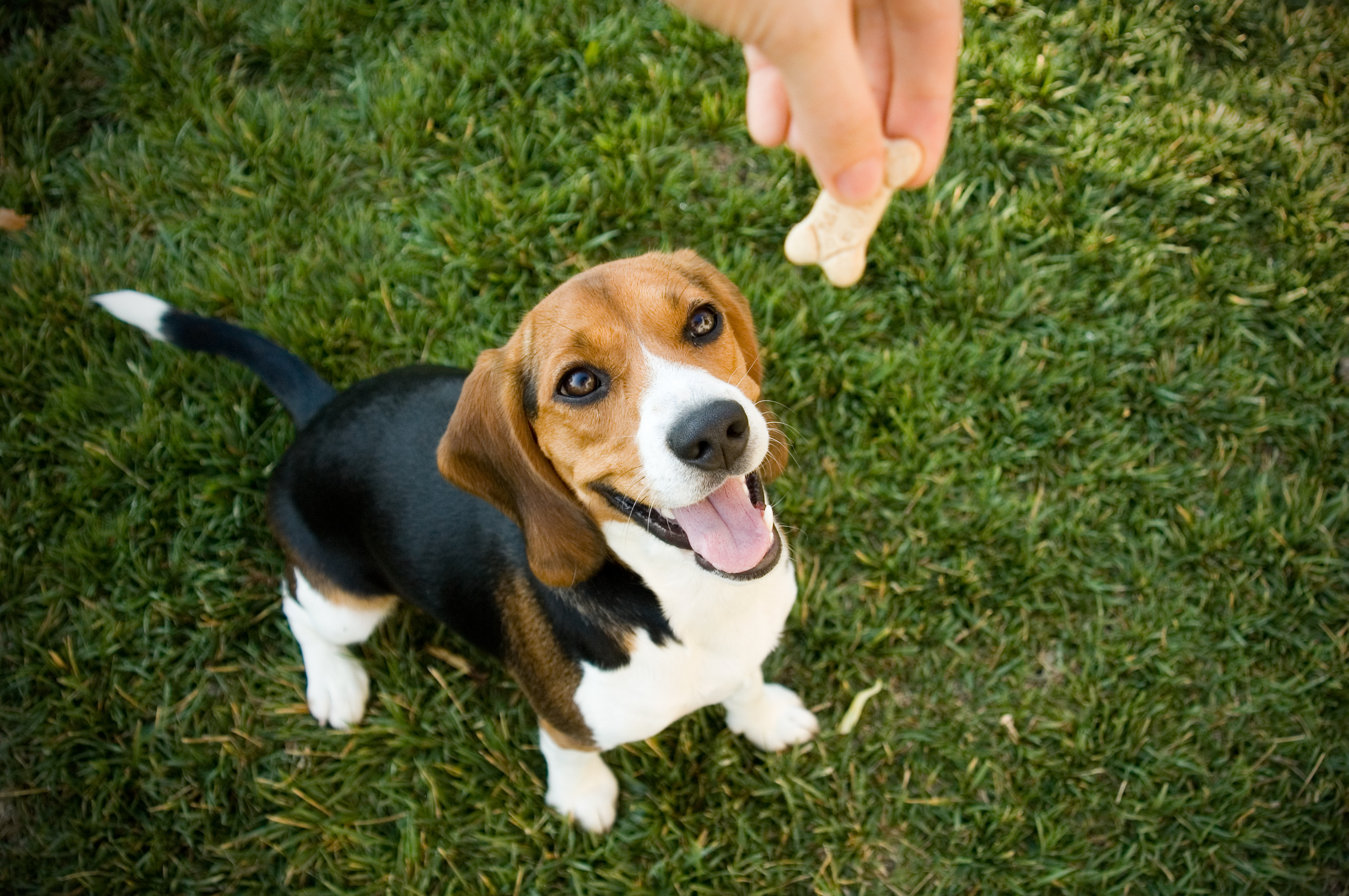 https://23800ufh.stage.cimm2.com//customerdocs/610/CATEGORY/IMG/dogtreats.jpg