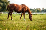 https://23800ufh.stage.cimm2.com//customerdocs/610/CATEGORY/IMG/equine.jpg