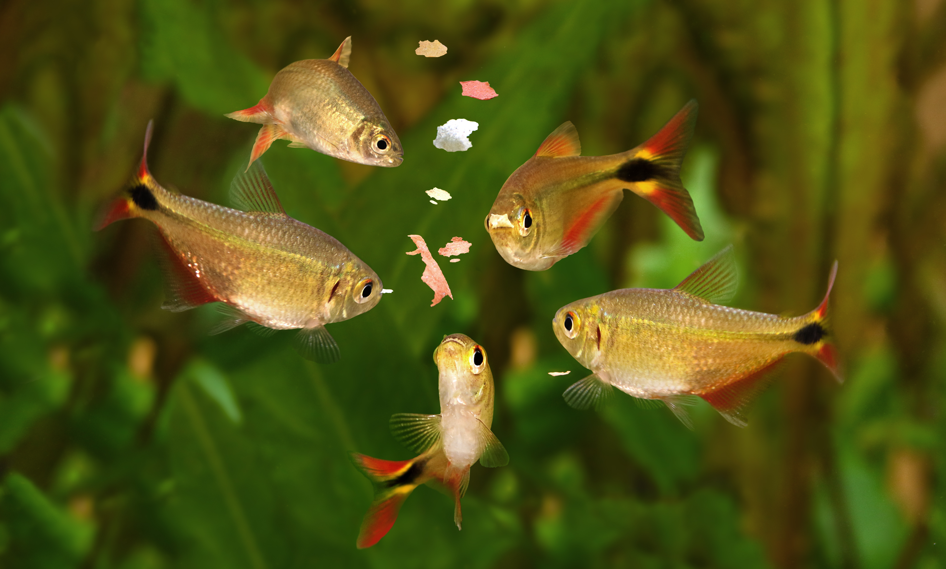 https://23800ufh.stage.cimm2.com//customerdocs/610/CATEGORY/IMG/fishfood.jpg