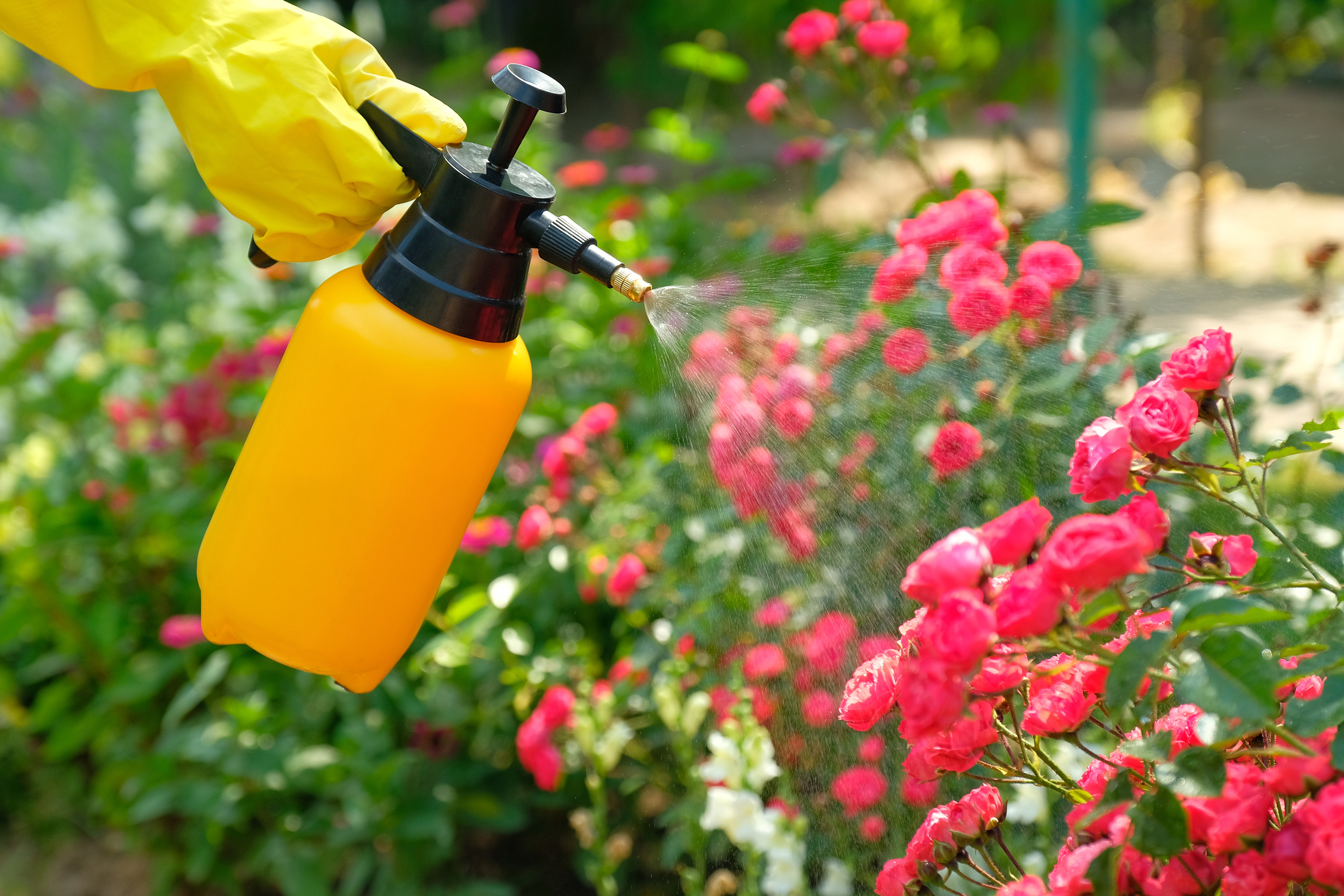 https://23800ufh.stage.cimm2.com//customerdocs/610/CATEGORY/IMG/gardensprayer.jpg