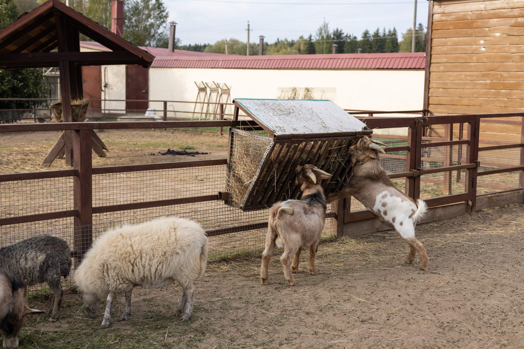 https://23800ufh.stage.cimm2.com//customerdocs/610/CATEGORY/IMG/goatfeedingsupplies.jpg