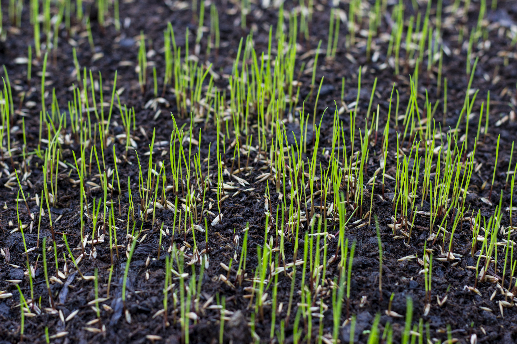 https://23800ufh.stage.cimm2.com//customerdocs/610/CATEGORY/IMG/grassseed.jpg