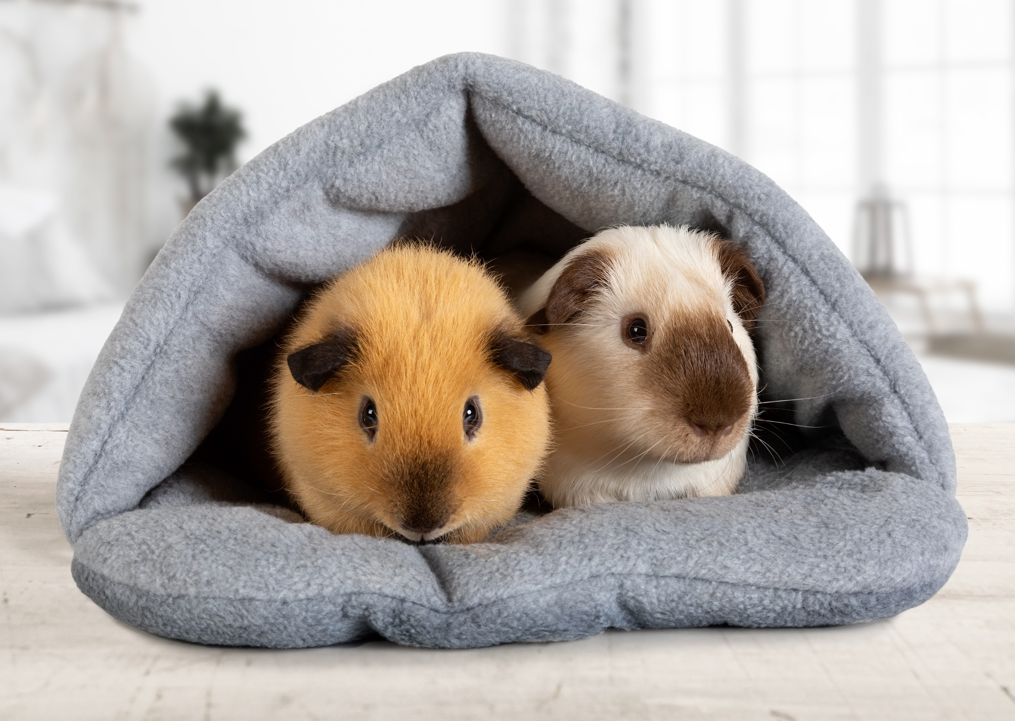 https://23800ufh.stage.cimm2.com//customerdocs/610/CATEGORY/IMG/guineapigs.jpg