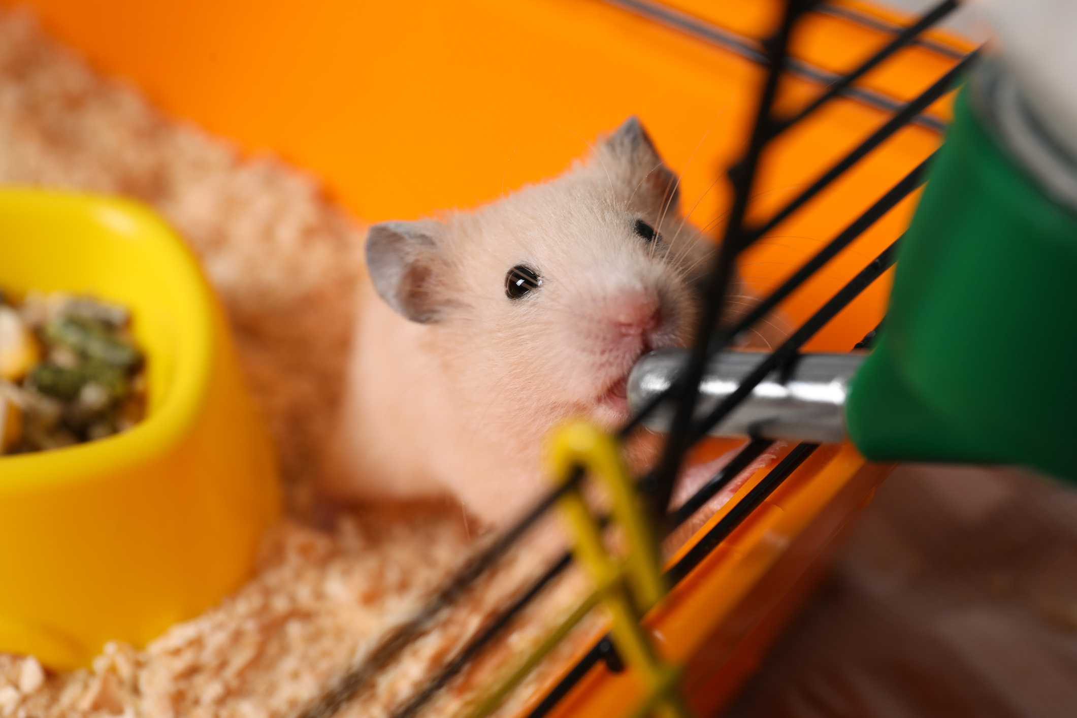https://23800ufh.stage.cimm2.com//customerdocs/610/CATEGORY/IMG/hamsterwaterer.jpg