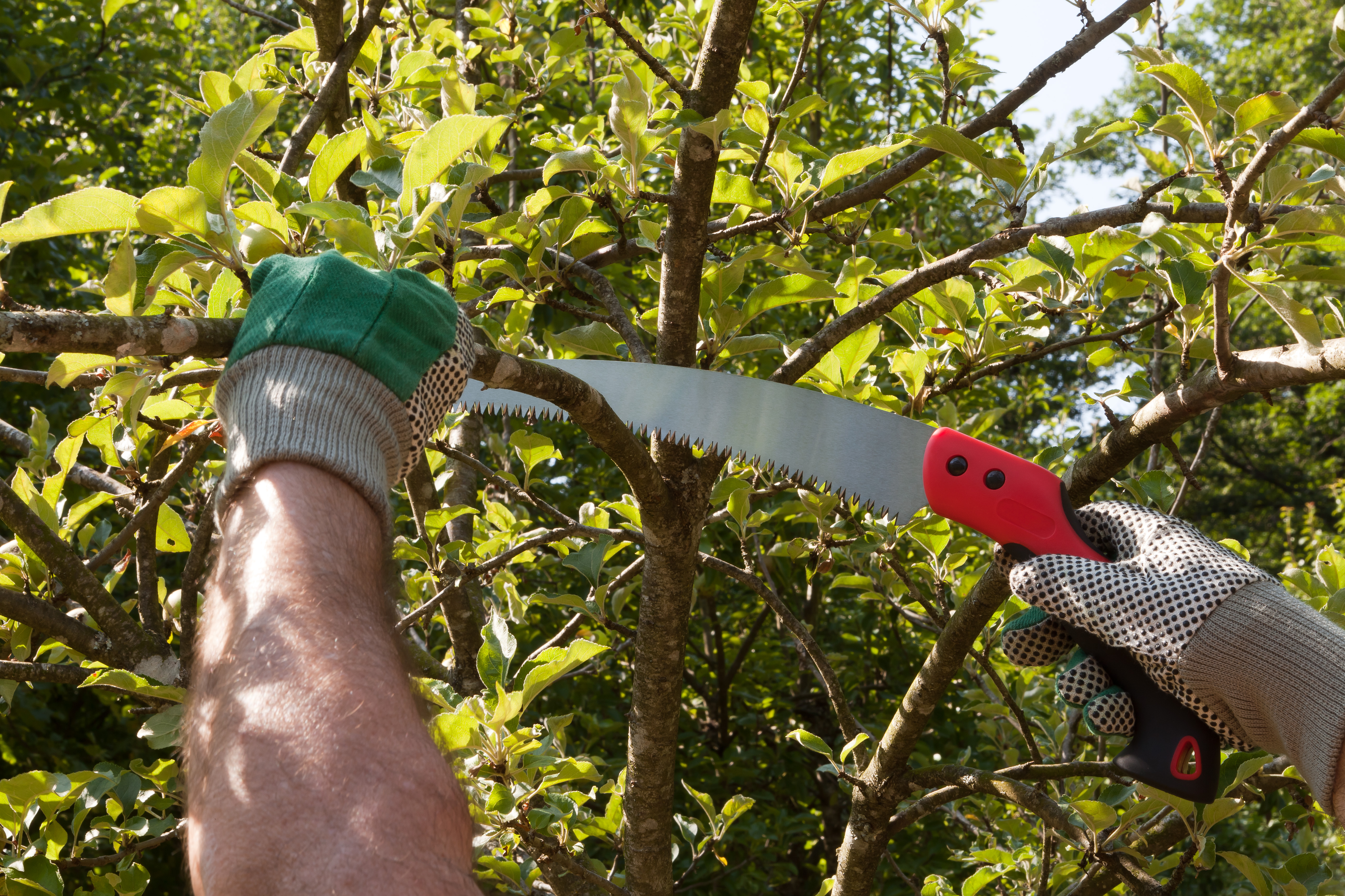 https://23800ufh.stage.cimm2.com//customerdocs/610/CATEGORY/IMG/handsaw.jpg