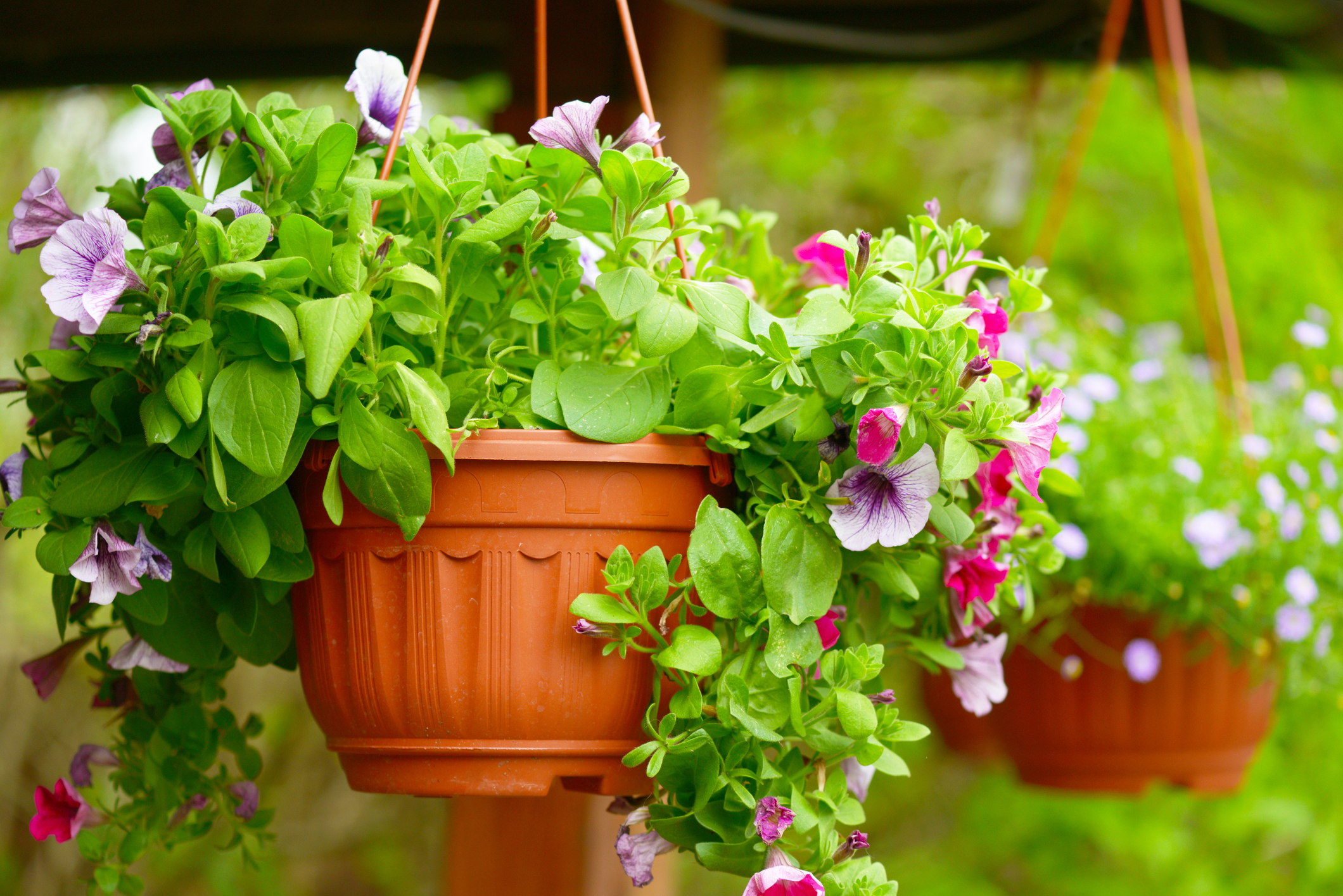 https://23800ufh.stage.cimm2.com//customerdocs/610/CATEGORY/IMG/hangingplanter.jpg