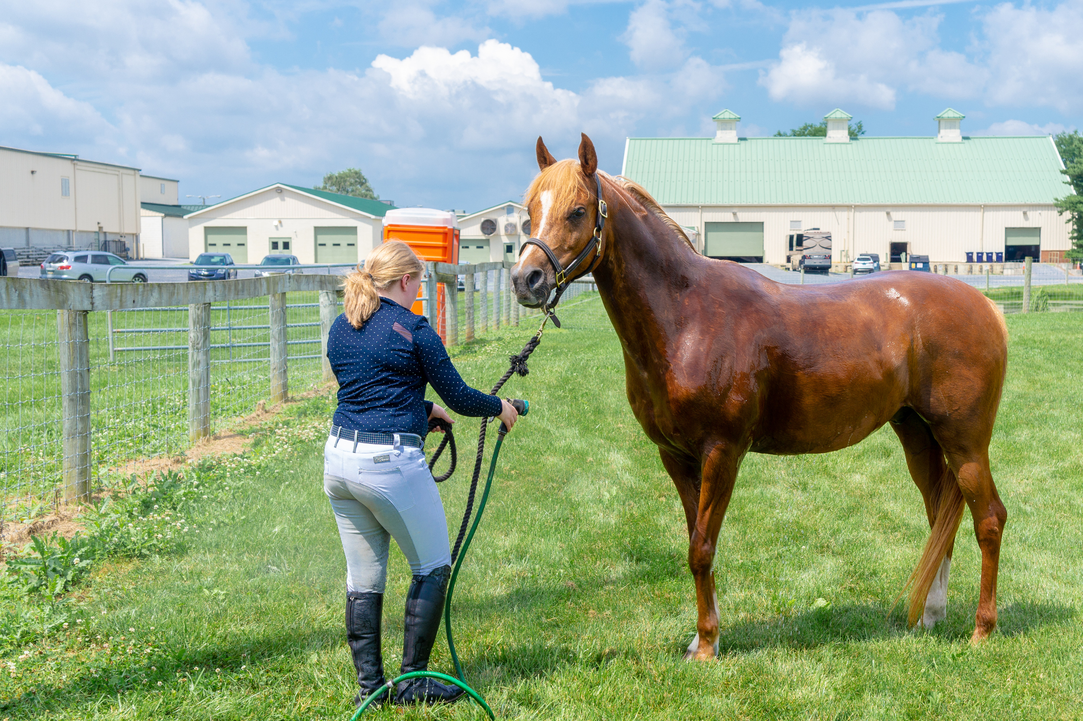 https://23800ufh.stage.cimm2.com//customerdocs/610/CATEGORY/IMG/horsedewormer.jpg