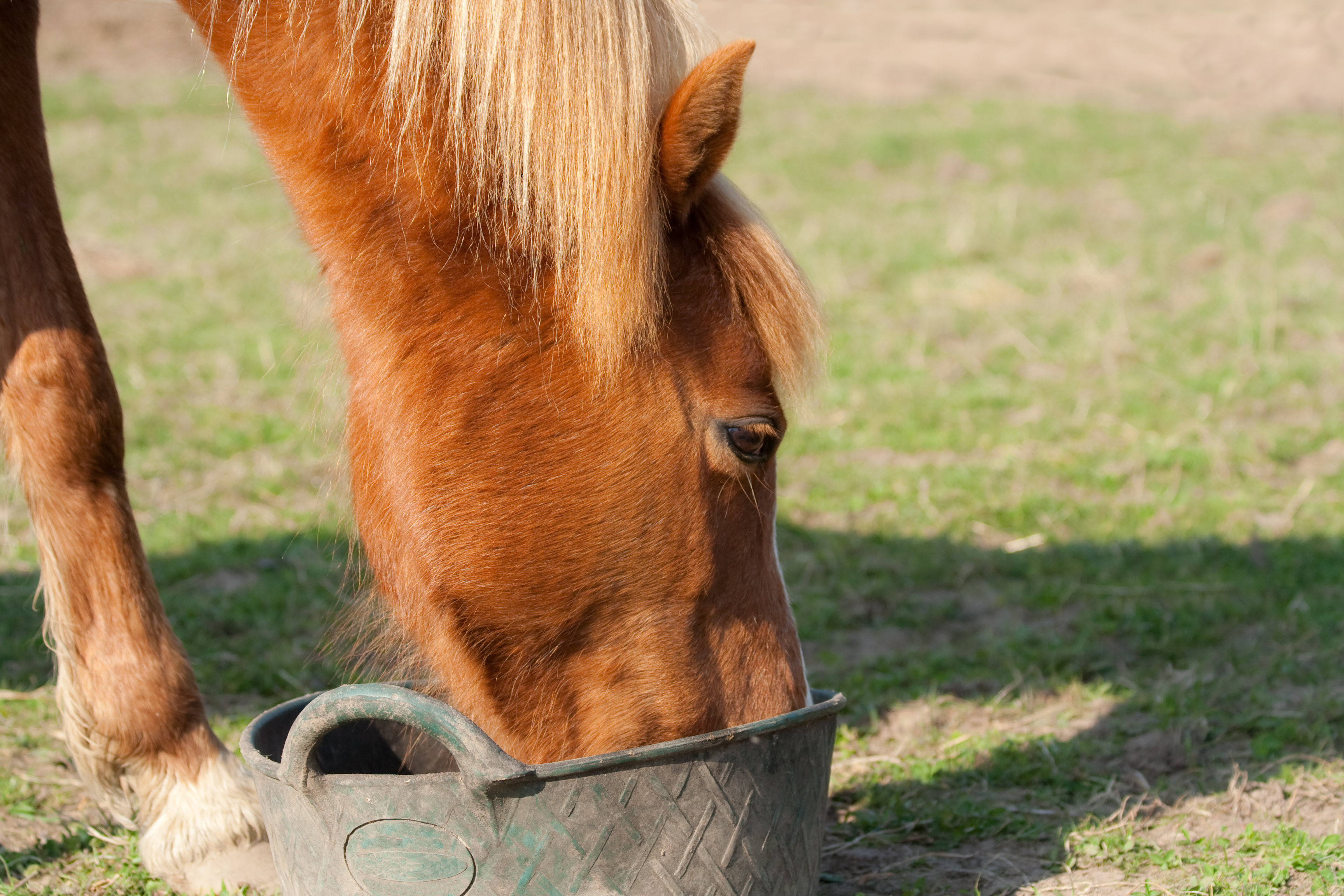 https://23800ufh.stage.cimm2.com//customerdocs/610/CATEGORY/IMG/horsefeed.jpg